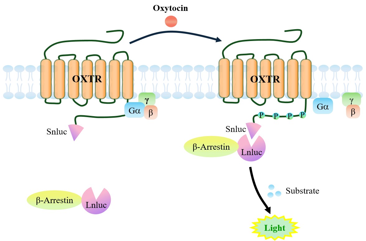 OXTR β-Arrestin CHO